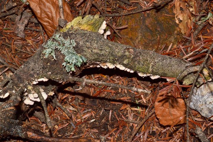 Trichaptum abietinum? (Trichaptum abietinum)